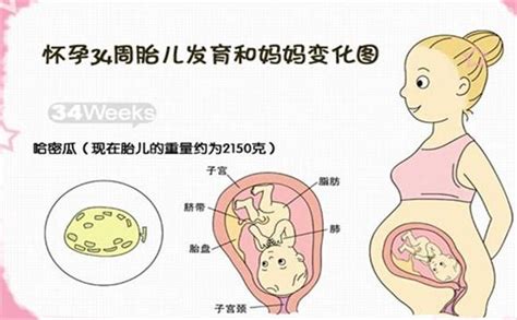 胎儿34周在腹中图片