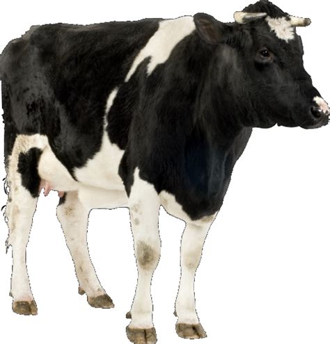 Image result for Cow Pi Python