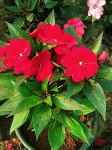 CYBEXIS CHINESE BALSAM-PLANT IMPATIENS WALLERIANA Seed Price in India ...