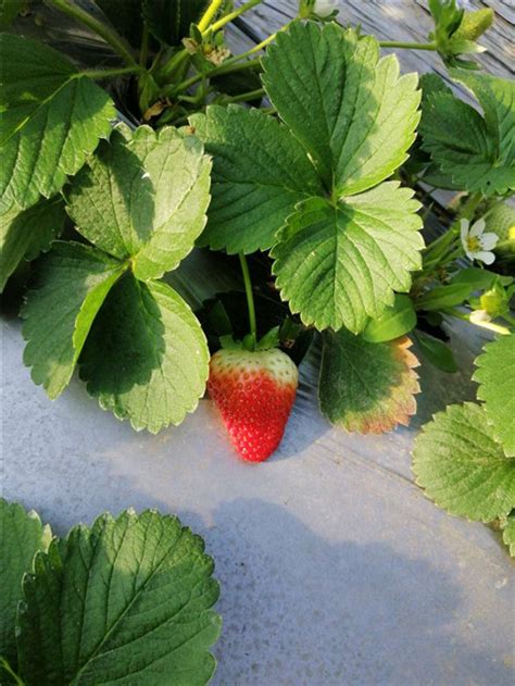 草莓种植户—刘大哥 - 客户见证 - 恒信稼乐夫