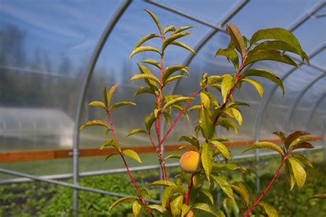 High-tunnel gardening is booming on the Kenai Peninsula. Here's why ...