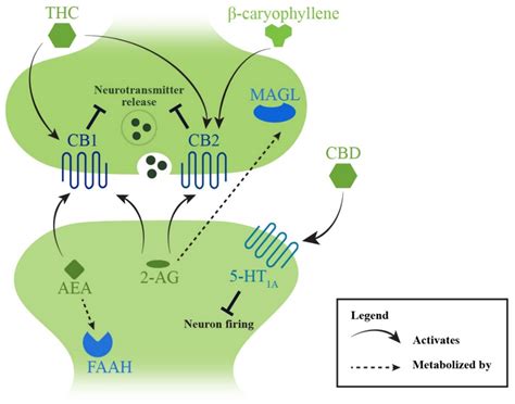 Current and Emerging Pharmacotherapeutic Interventions for the ...
