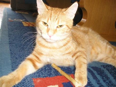 Katzen Kleinanzeigen | Katzen Annoncen | Katzen Inserate | Katzen ...