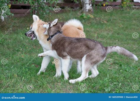 Siberian Husky Puppy and Akita Inu Puppy are Playing on a Green Meadow ...