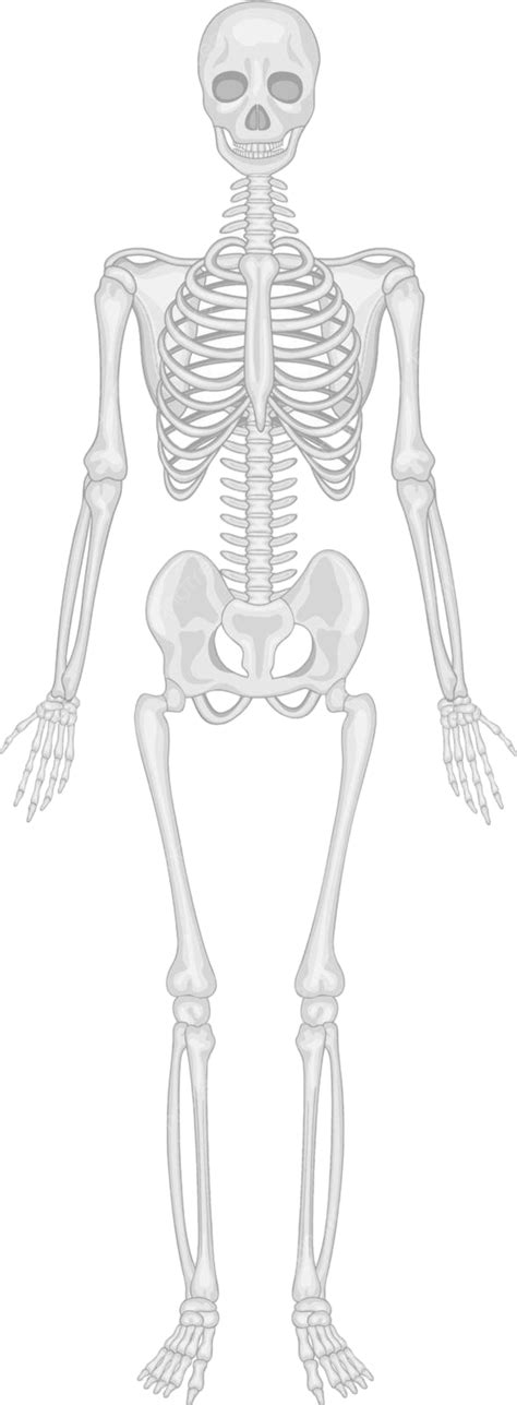 Skeletal System Anatomical Medical Spinal Vector, Anatomical, Medical, Spinal PNG and Vector ...