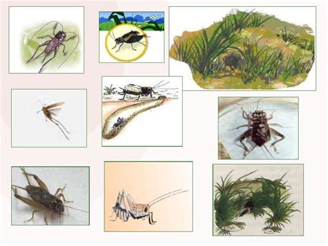 古诗里的昆虫|昆虫科普|河北省昆虫学会|昆虫|学会