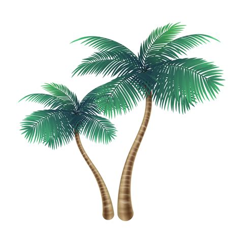 How To Say Coconut Trees In Spanish at Bruce Moreno blog
