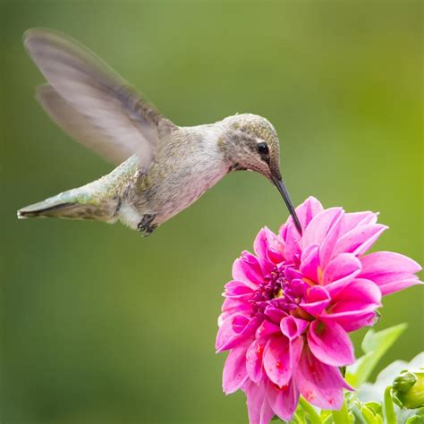 Nectar Hummingbird