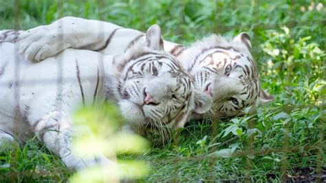 You can visit a wildlife refugee, zoo in Snyder County, PA | Centre ...