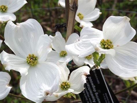 Cornus florida 'Jean's Appalachian Snow' - Jean's Appalachian Snow ...