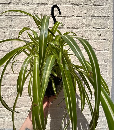 How to Care for Spider Plants - An Essential Guide