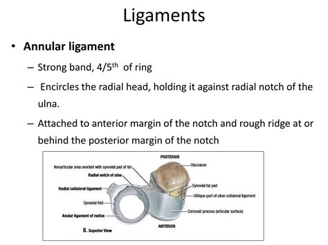 Wrist and radioulnar joints | PPTX