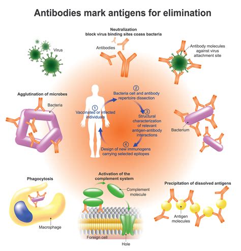 What are Free Kappa Light Chains, Serum?