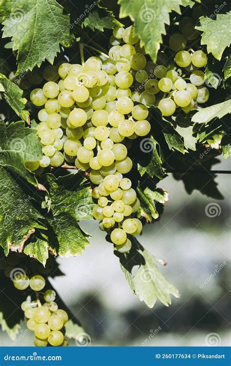 Cluster of Muscat White Grapes in a Vineyard Stock Photo - Image of ...