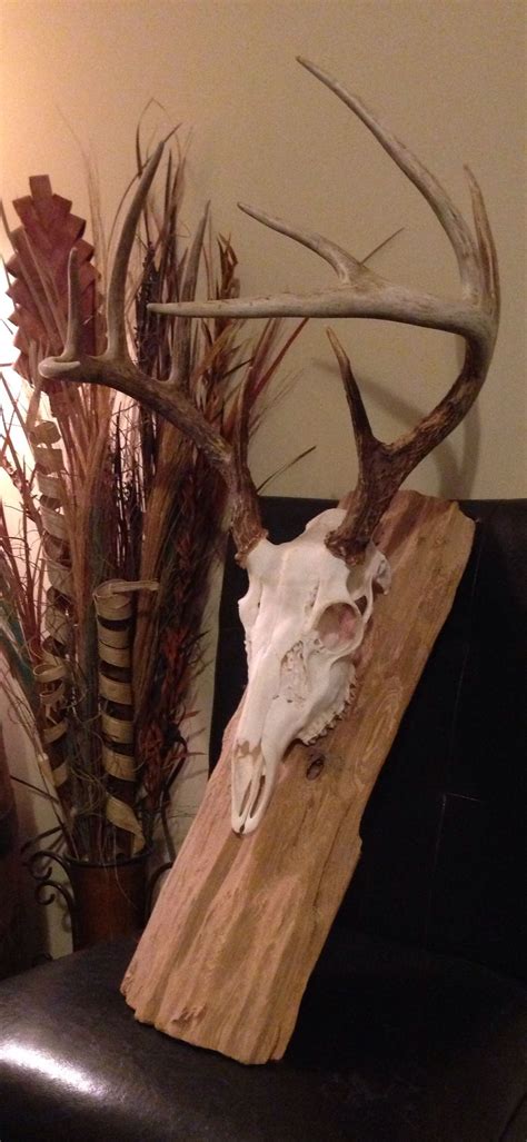 Whitetail deer European mount on drift wood | Deer antler decor ...