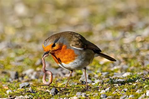 The Early Bird Gets the Worm! - Edenark