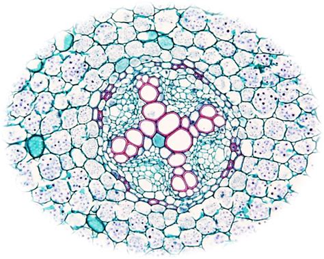eudicot root Diagram | Quizlet