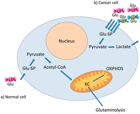 Regulation of Cellular Metabolism by High-Risk Human Papillomaviruses