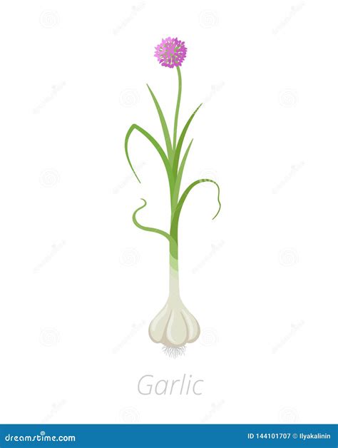 Garlic Plant. Harvest Vegetable. Allium Sativum. Vector Flat ...