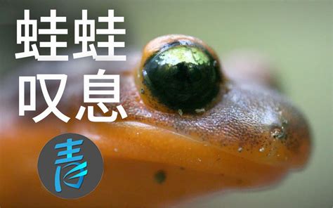 懒惰青蛙趴在金鱼背上游池塘(图)_新闻中心_新浪网