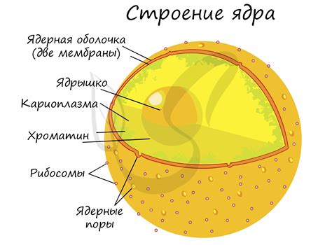Органоиды клетки, подготовка к ЕГЭ по биологии