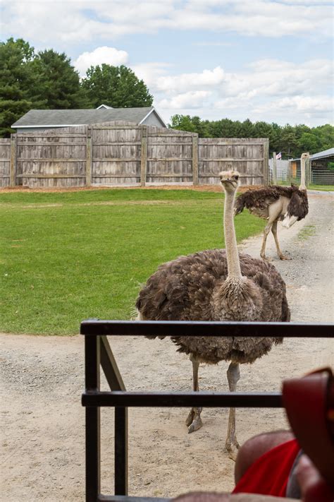 Adirondack Animal Land | The Grove Street Photographer