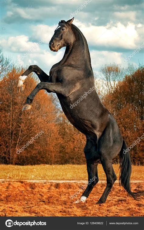 Black horse reared up on hind legs Stock Photo by ©Julia_Siomuha 128409622