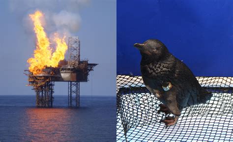 Donate to Stop Offshore Oil & Gas - Australian Marine Conservation Society