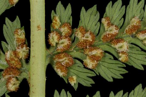 Athyrium filix-femina (L.) Roth | Plants of the World Online | Kew Science