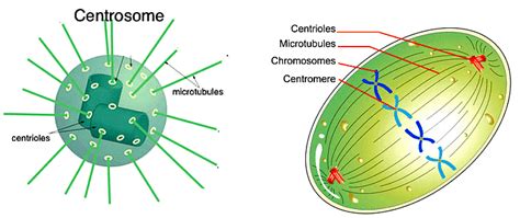NCERT Summary Cell The Unit of Life - Science and Technology for UPSC CSE