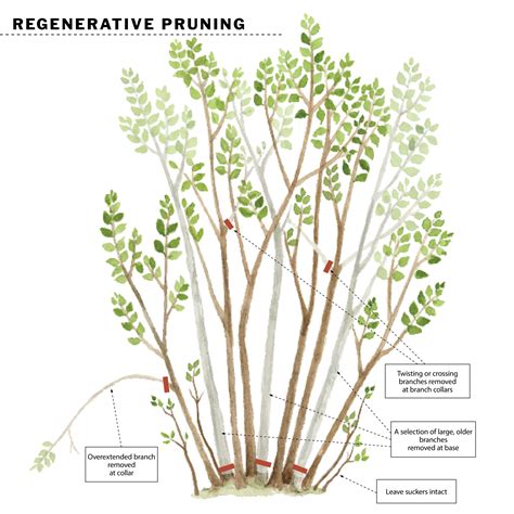 3 Ways to Prune Lilacs to Maintain or Rejuvenate - Fine Gardening