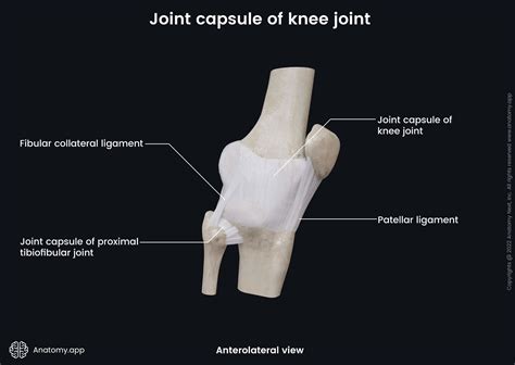 Knee joint | Anatomy.app
