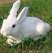 Image result for Small White Rabbit Plush