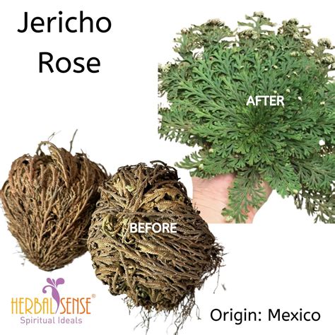 Rose Of Jericho