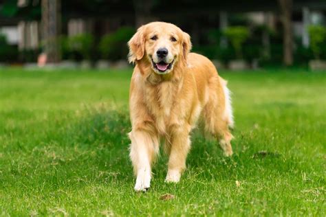Female Golden Retriever