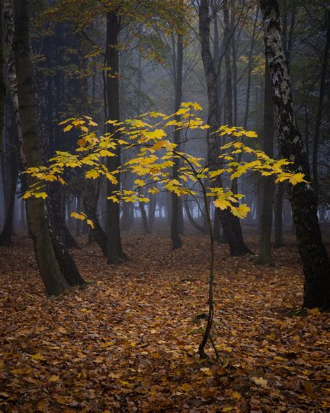 Image result for Sapling Mac