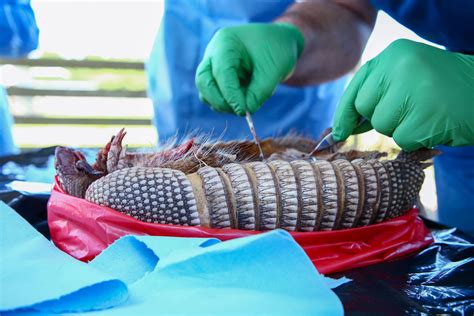 The Case of the Armadillo: Is It Spreading Leprosy in Florida? - KFF ...