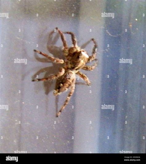 Pantropical Jumping Spider (Plexippus paykulli) Arachnida Stock Photo - Alamy