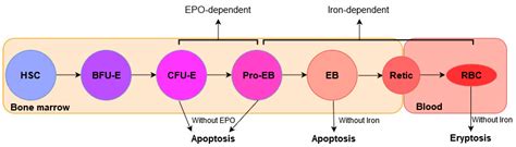 Uremic Toxins Affect Erythropoiesis during the Course of Chronic Kidney ...