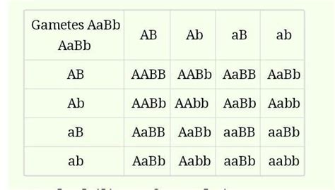 13. if individuals, both with genotype aabb, marry. what is the ...
