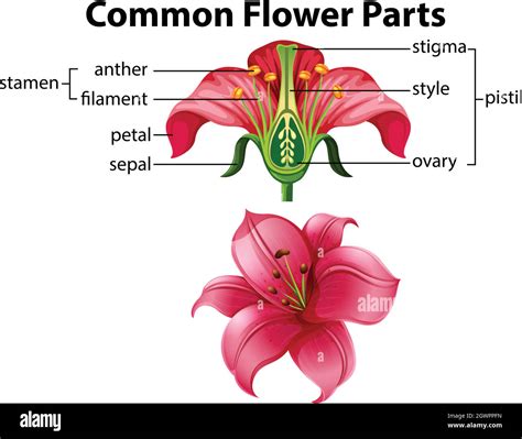 Parts Of A Flower Diagram For Kids