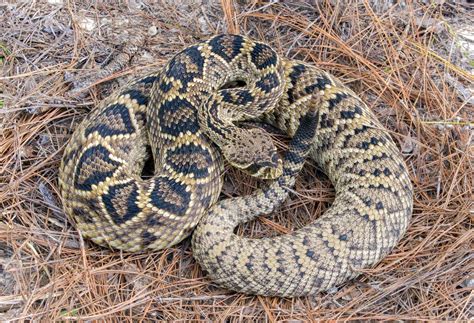 Large wild Eastern Diamondback rattlesnake - crotalus adamanteus laying ...