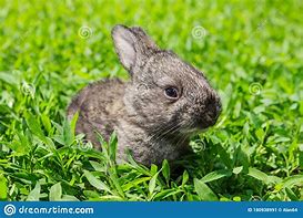 Image result for Gray Rabbit Cartoon