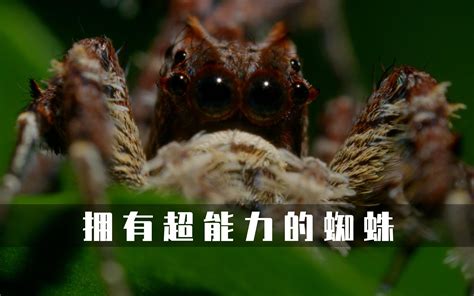 蜘蛛磁力小林博客_磁力 蜘蛛 万有 蜘蛛磁力小林博客_磁力 蜘蛛 万有（磁力蜘蛛怎么回事了） 磁力资讯