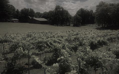 Mountain Run Winery – Proud to call Culpeper, Virginia home