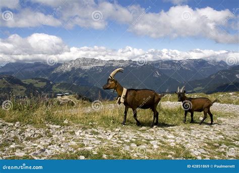 Mountain goats stock image. Image of panorama, bells - 42851869