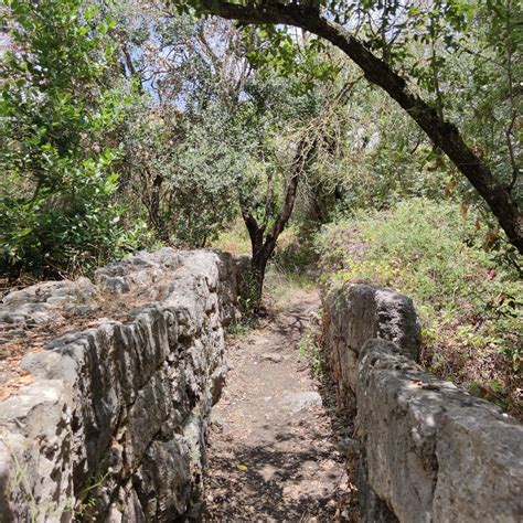 FLOWER OF GALILEE (Betzet) - Campground Reviews & Photos - Tripadvisor