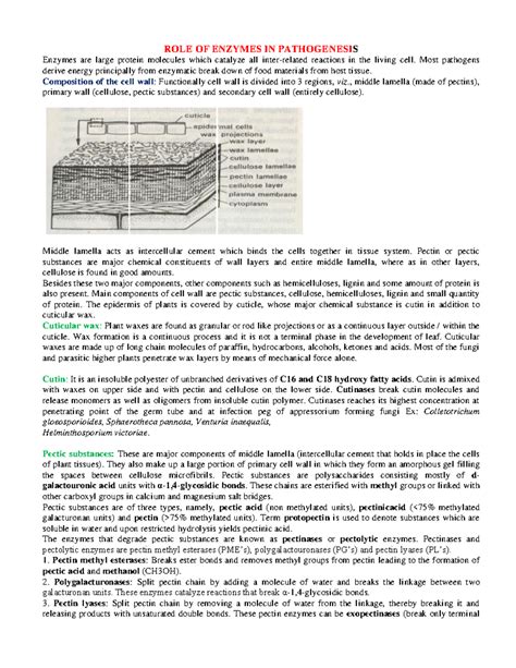Role of enymes in dis. dev - ROLE OF ENZYMES IN PATHOGENESIS Enzymes ...