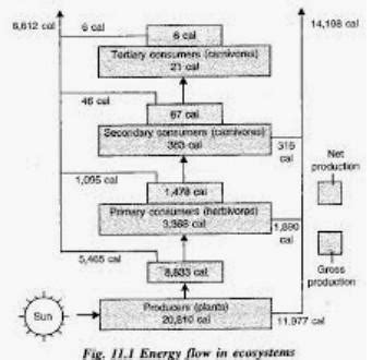 Draw a labeled diagram to illustrate energy flow in an ecosystem ...