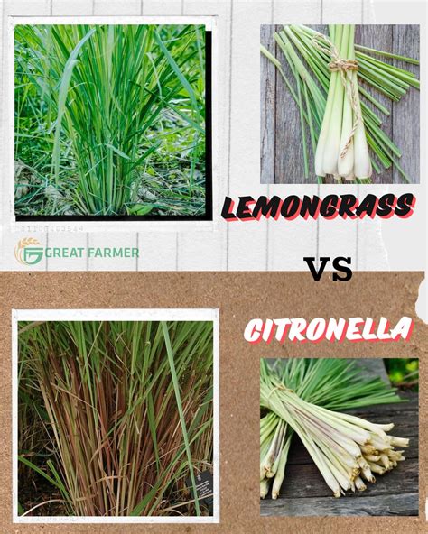 LEMONGRASS vs. CITRONELLA GRASS: A Comparison | GREAT FARMER CO LTD ...